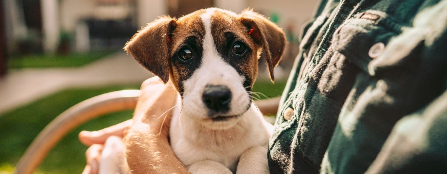 Can puppies store meet vaccinated dogs